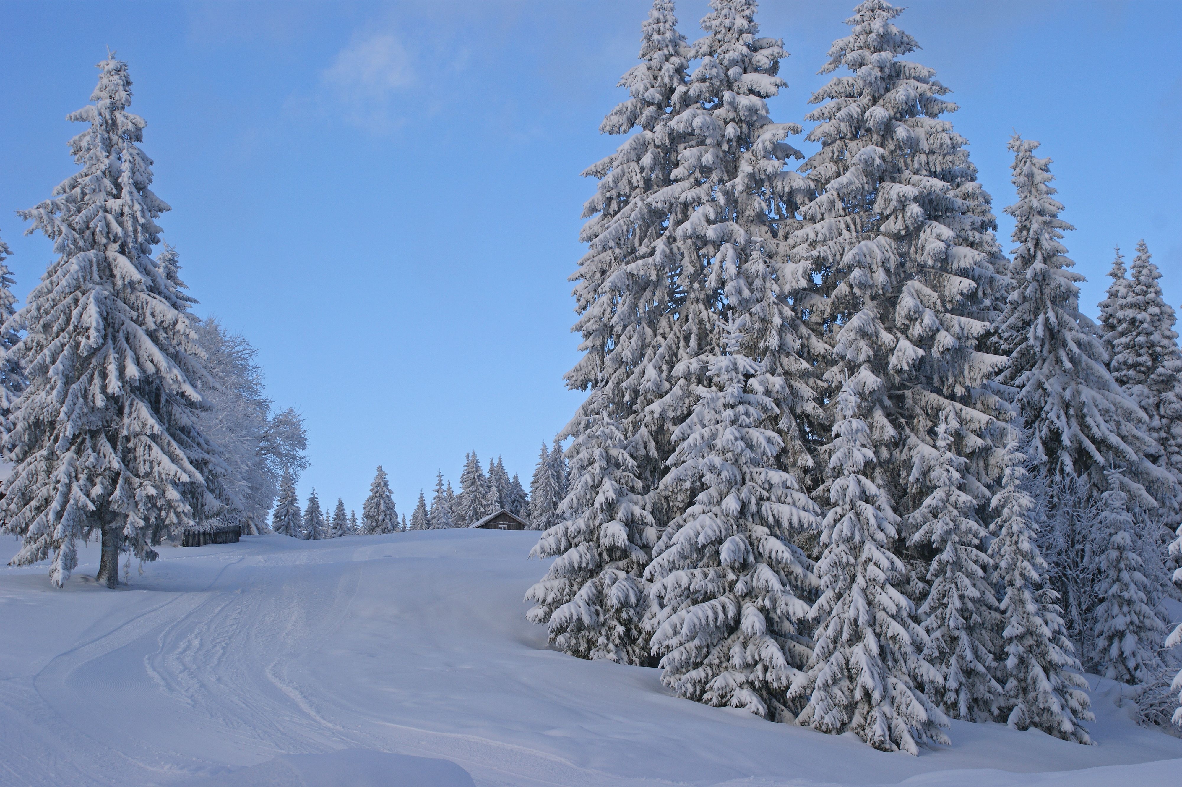 winter, Trees, Road, Landscape Wallpaper