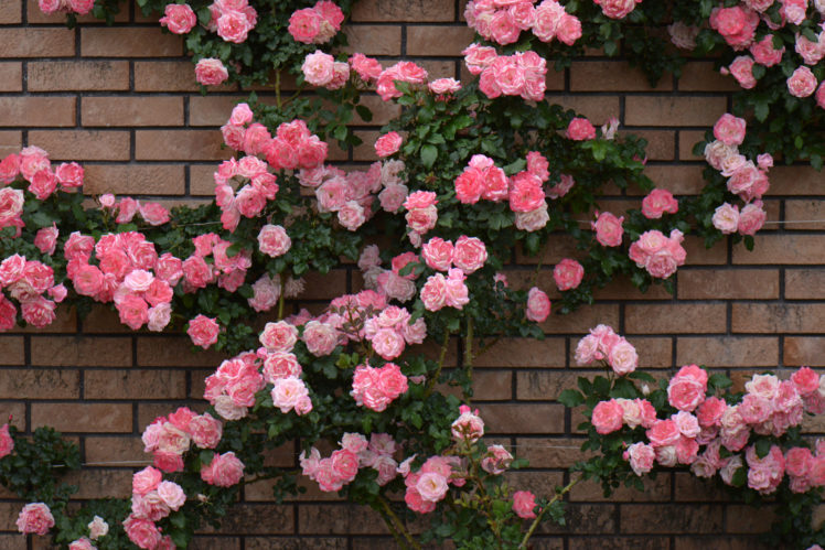 roses, Many, Pink, Color, Flowers HD Wallpaper Desktop Background