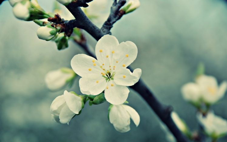 beautiful, White, Peach, Flowers HD Wallpaper Desktop Background