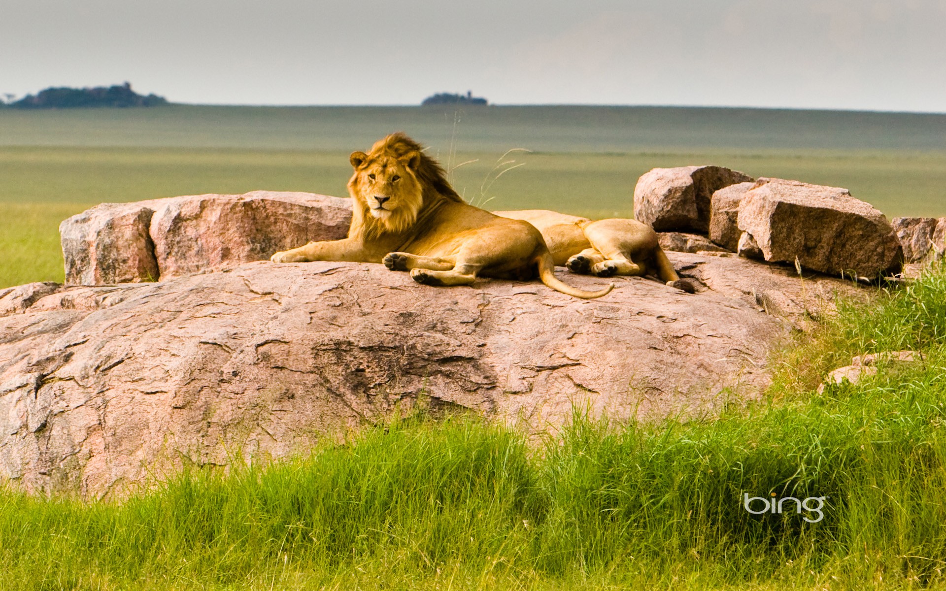 landscapes, Lions Wallpaper