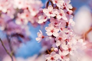 nature, Cherry, Blossoms, Flowers, Macro, Pink, Flowers, Focused