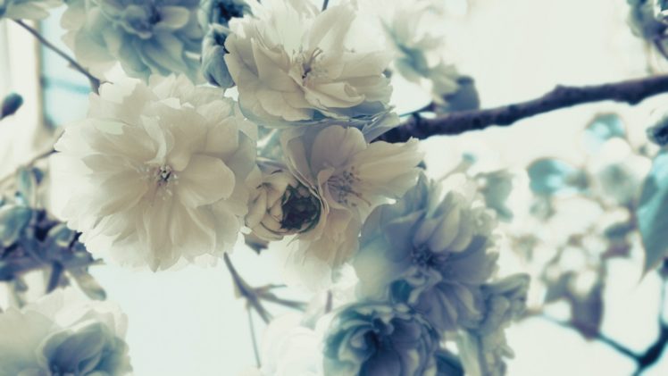 white, Flowers, Blossom, Branches, White, Background, White, Flowers HD Wallpaper Desktop Background