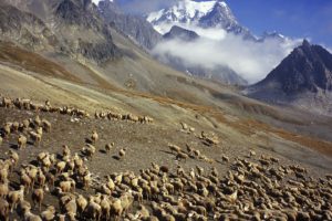 flock, France, Sheep, Italy, Mount