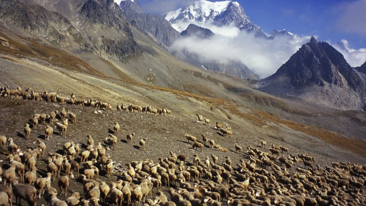 flock, France, Sheep, Italy, Mount HD Wallpaper Desktop Background