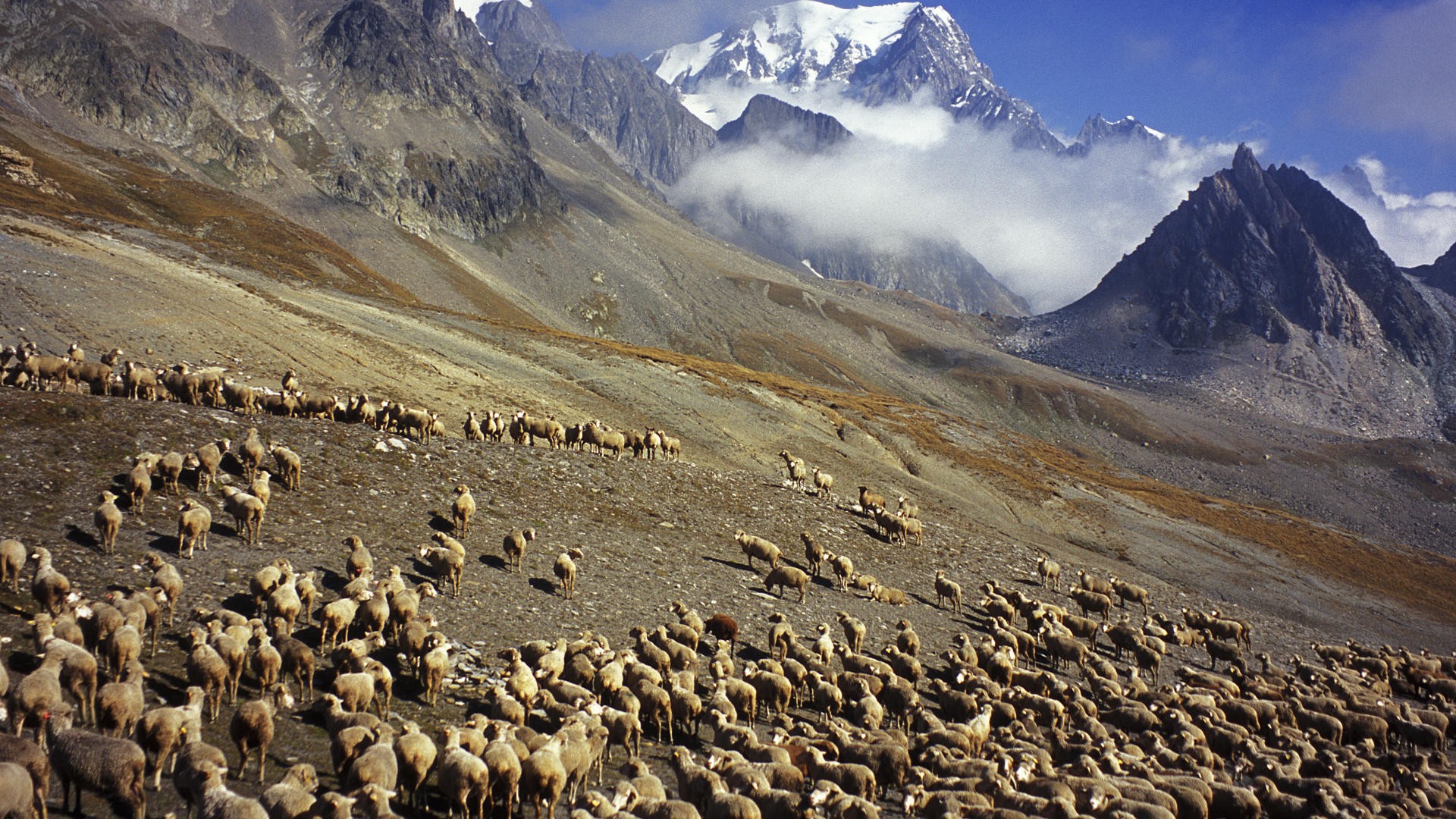 flock, France, Sheep, Italy, Mount Wallpaper
