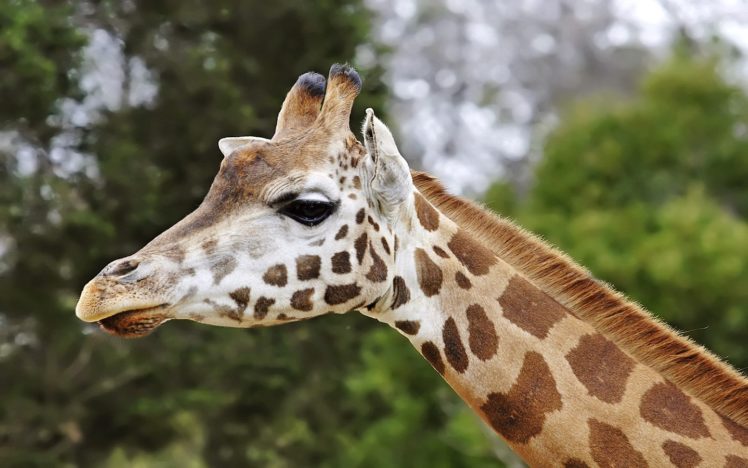 nature, Animals, Giraffes HD Wallpaper Desktop Background