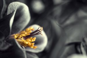 flowers, Yellow, Monochrome, Selective, Coloring