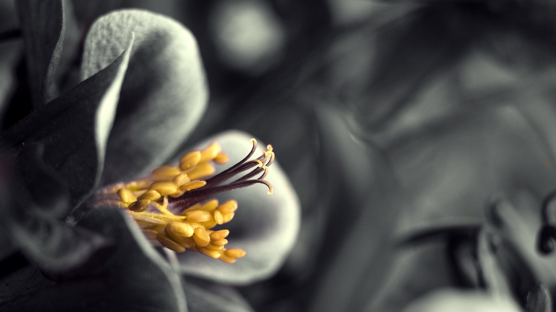 flowers, Yellow, Monochrome, Selective, Coloring Wallpaper