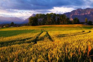 landscapes, Nature, Trees, Fields, Wheat, Golden, Alps, Sky