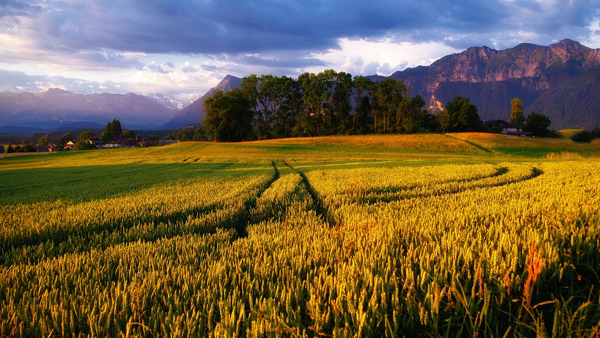 landscapes, Nature, Trees, Fields, Wheat, Golden, Alps, Sky Wallpaper