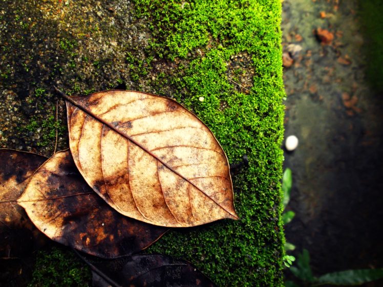 macro, Leaves, By, Milindu, Marasinghe HD Wallpaper Desktop Background