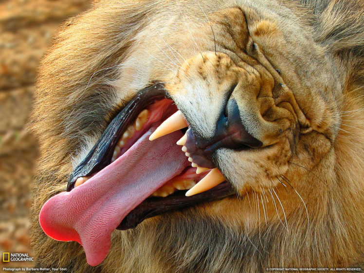 lions HD Wallpaper Desktop Background