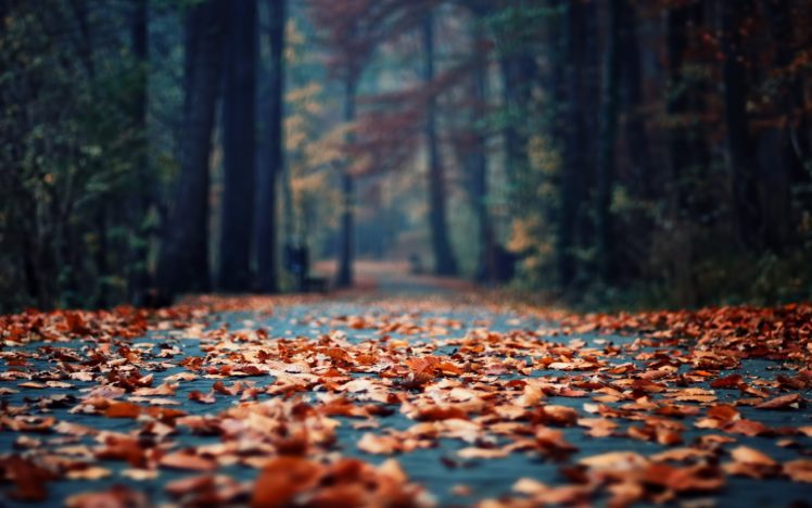 autumn, Foliage, In, The, Park HD Wallpaper Desktop Background