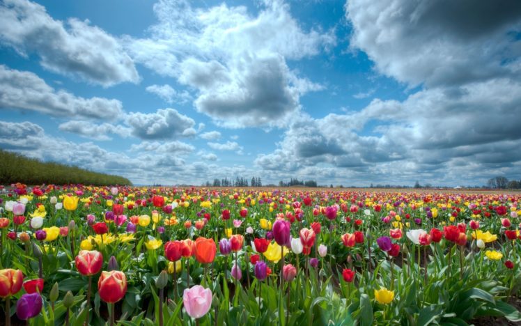 large, Tulips, Field HD Wallpaper Desktop Background