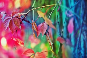 multicolor, Leaves, Macro