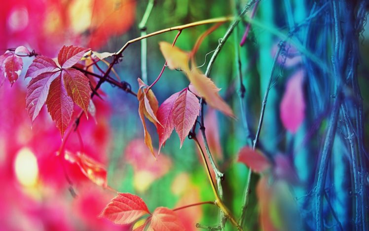 multicolor, Leaves, Macro HD Wallpaper Desktop Background