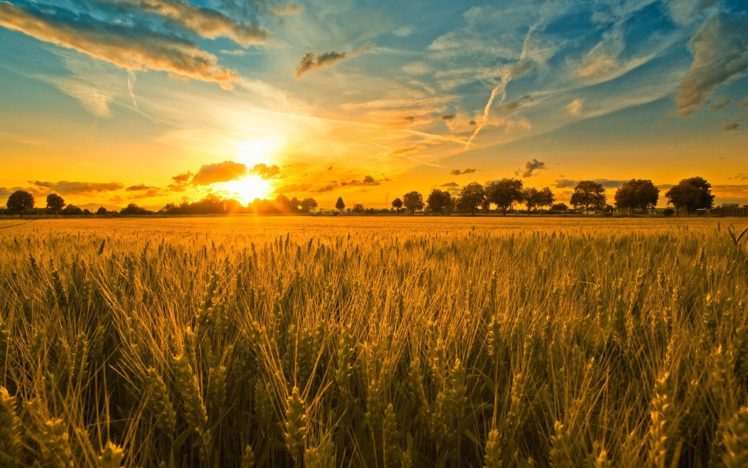 sunset, Clouds, Landscapes, Nature, Harvest HD Wallpaper Desktop Background
