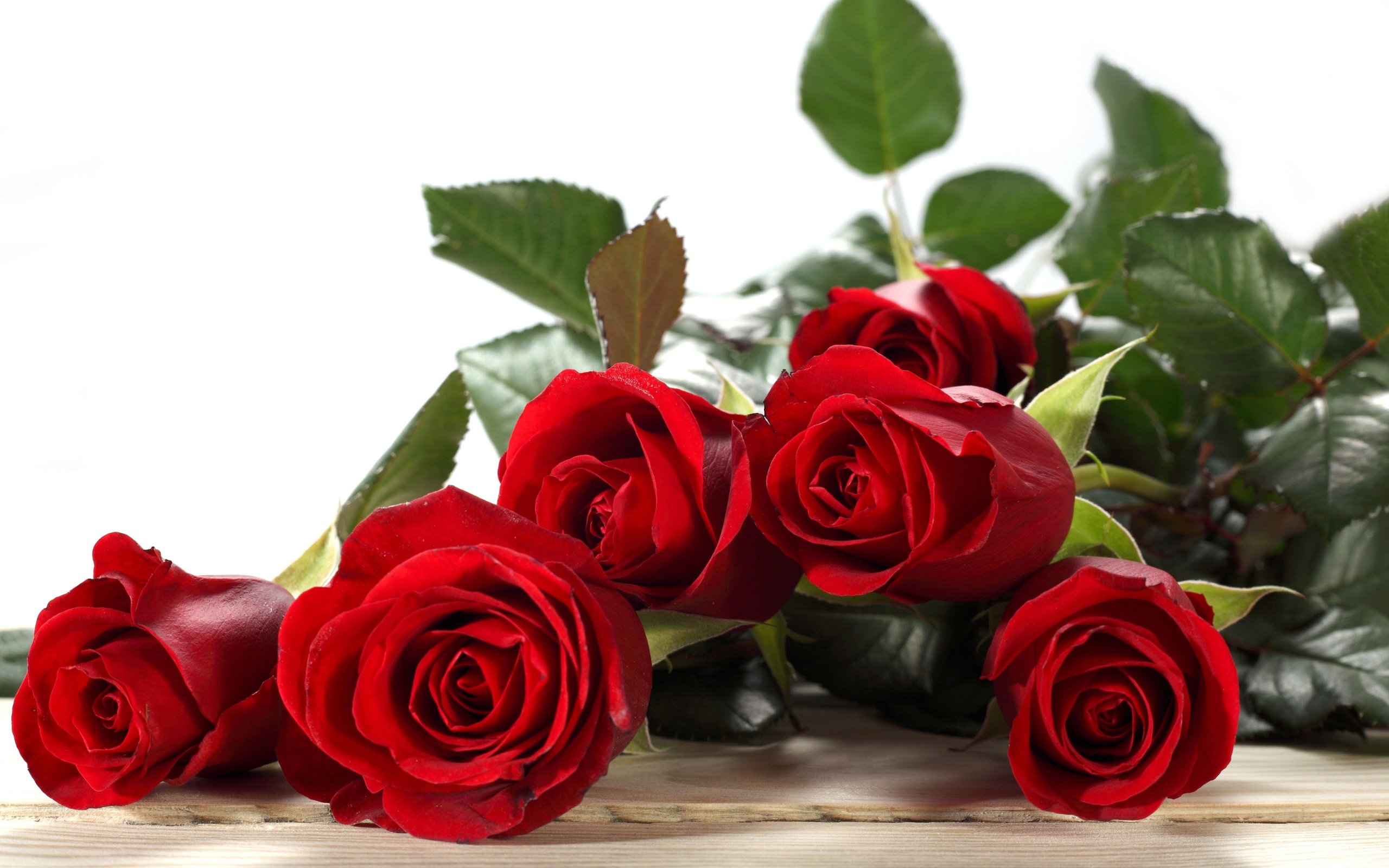 roses, Buds, Red Wallpaper