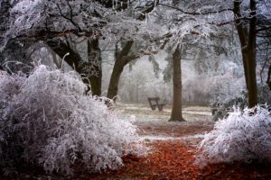 branches, Park, Frost, Winter, Trees, Shrubs, Autumn