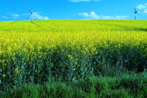 field, Flowers, Windmills, Landscape