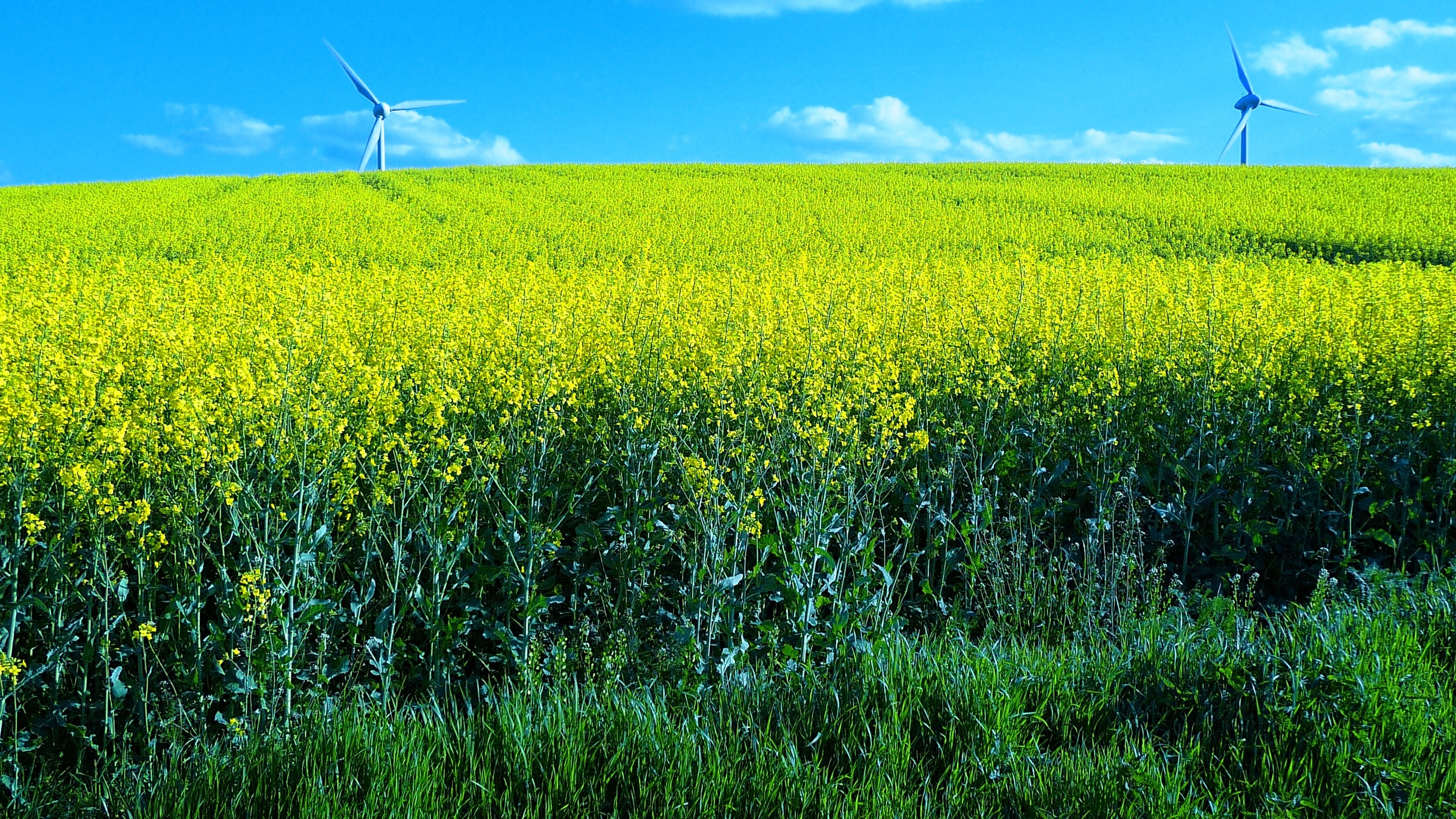 field, Flowers, Windmills, Landscape Wallpaper