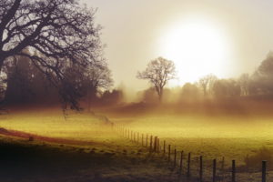 field, Morning, Fog, Fence, Landscape, Autumn
