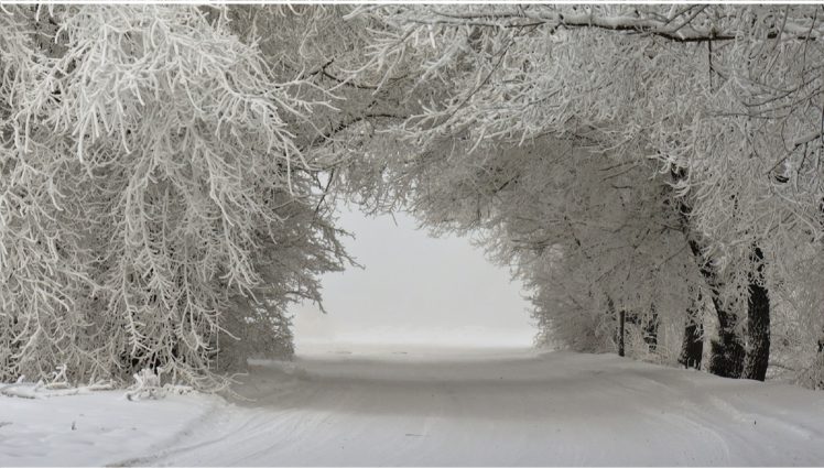 winter, Landscape, Trees, In, The, Snow HD Wallpaper Desktop Background