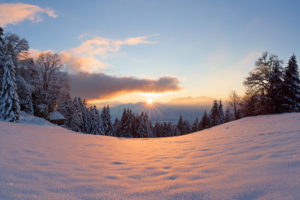winter, Snow, Light, Trees, Sun, Forest