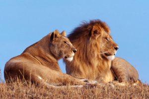 animals, Lions