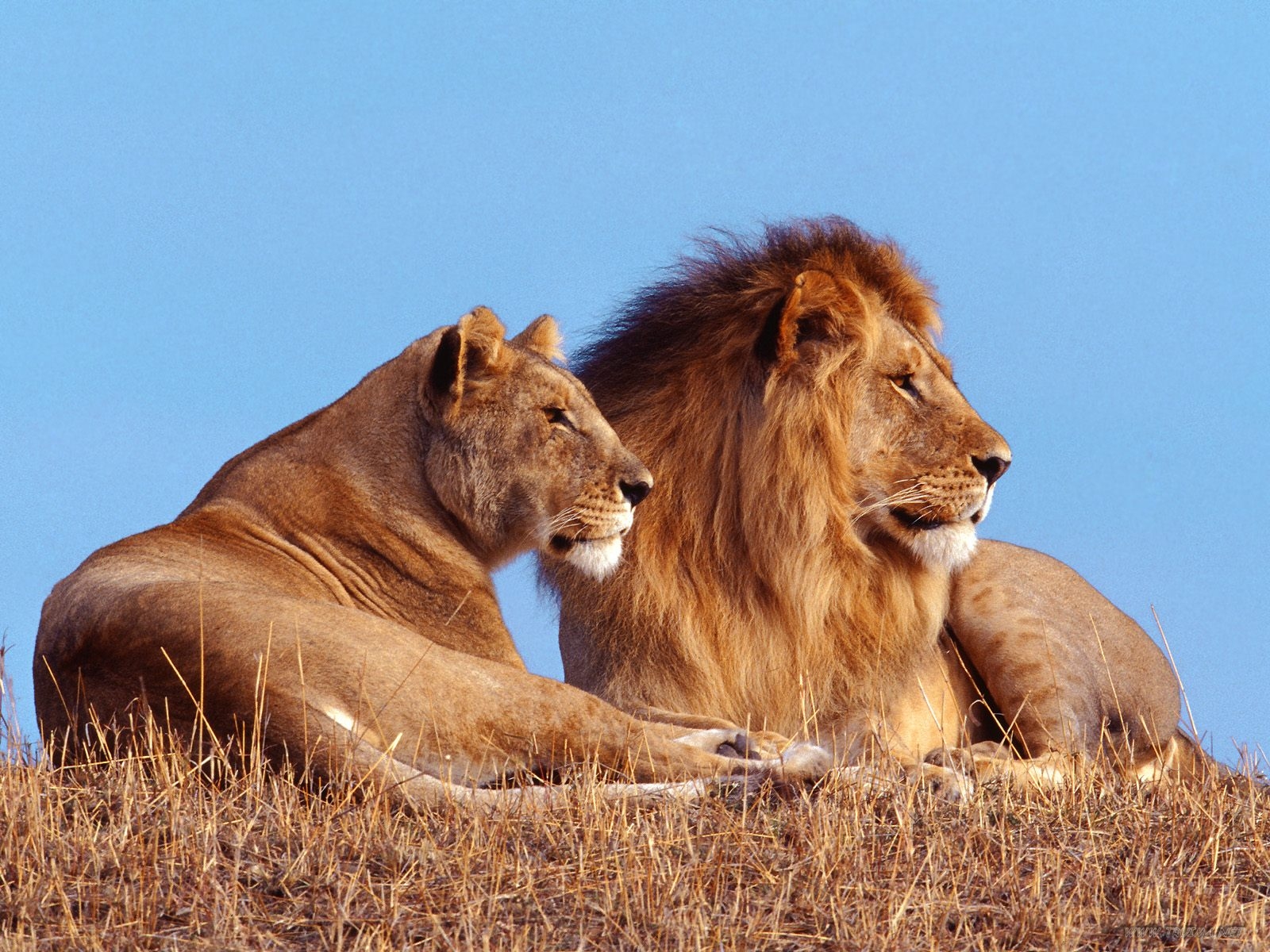 animals, Lions Wallpaper