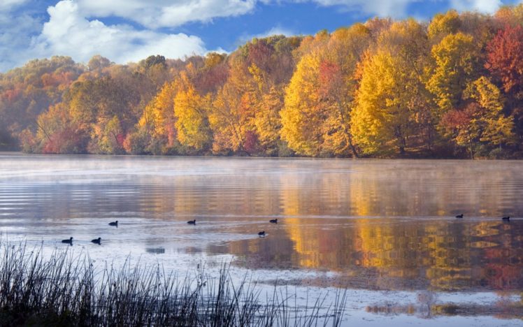 landscapes, Nature, Ducks, Lakes HD Wallpaper Desktop Background