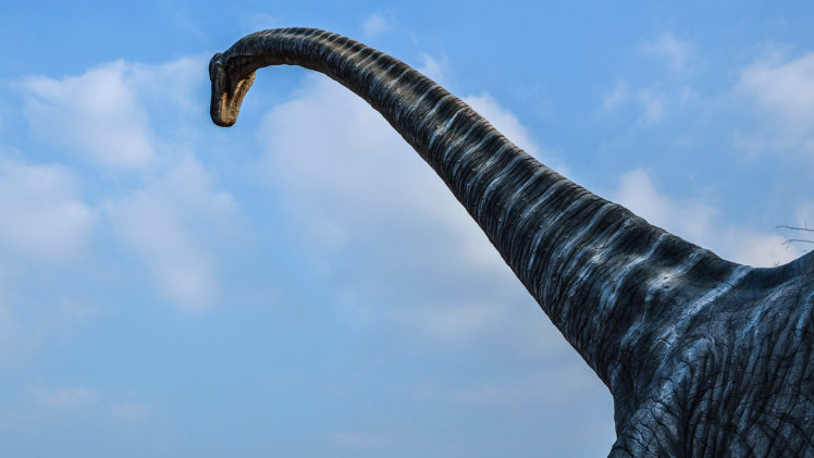brachiosaurus, Dinosaur HD Wallpaper Desktop Background