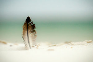 feather, Beach