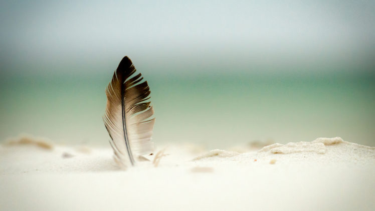 feather, Beach HD Wallpaper Desktop Background