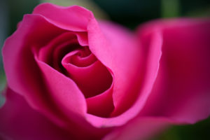 flower, Rose, Macro