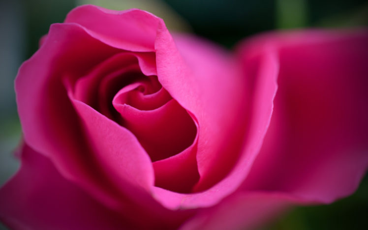 flower, Rose, Macro HD Wallpaper Desktop Background