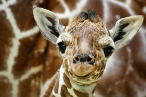 baby, Giraffe