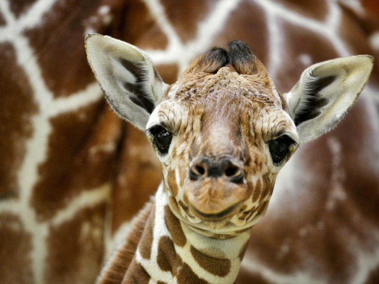 baby, Giraffe HD Wallpaper Desktop Background