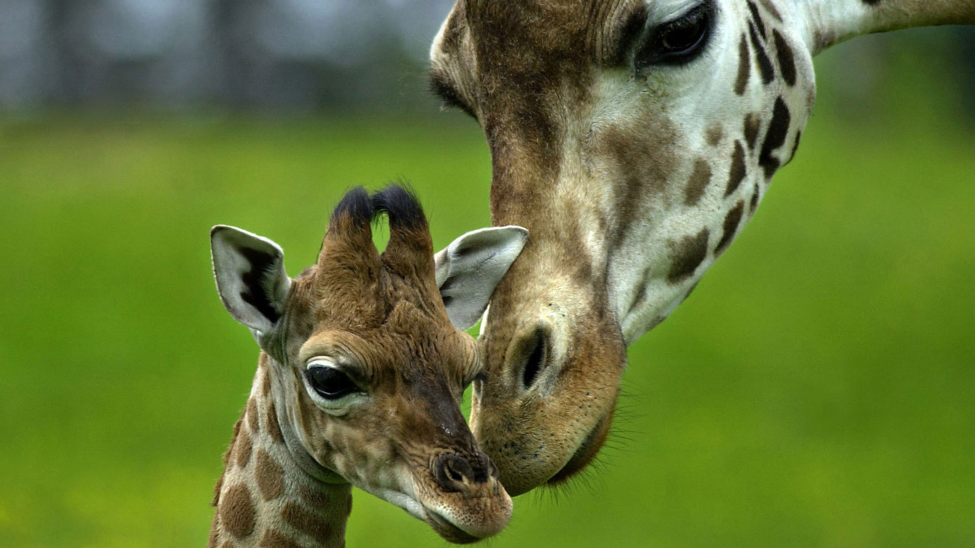 giraffe,  2 Wallpaper