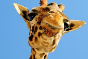 giraffe,  5
