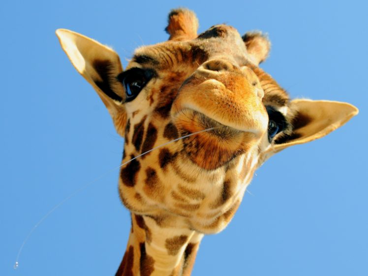 giraffe,  5 HD Wallpaper Desktop Background