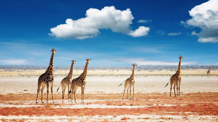 giraffe,  6 HD Wallpaper Desktop Background