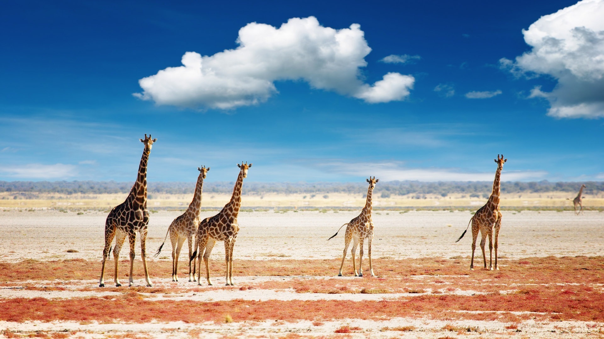 giraffe,  6 Wallpaper