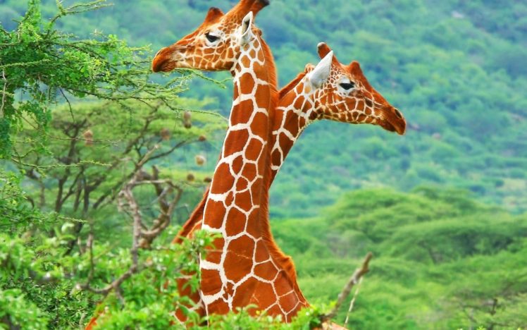 giraffe,  7 HD Wallpaper Desktop Background