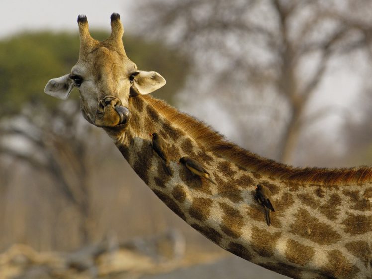 giraffe,  15 HD Wallpaper Desktop Background