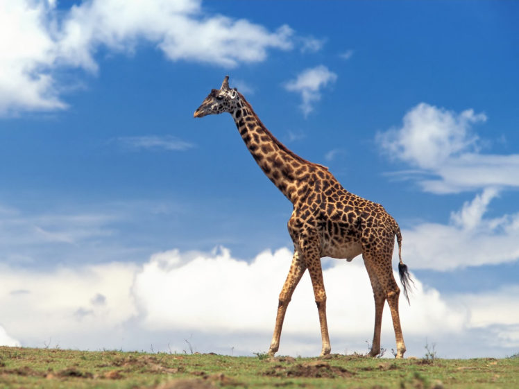 giraffe,  16 HD Wallpaper Desktop Background