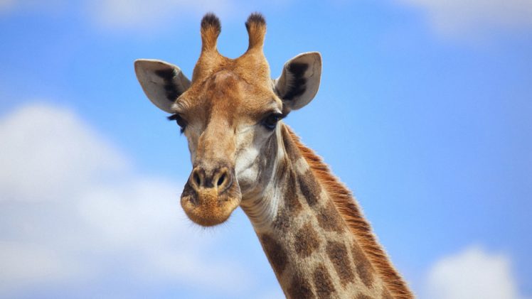 giraffe,  19 HD Wallpaper Desktop Background