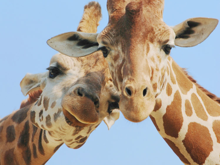 giraffe,  20 HD Wallpaper Desktop Background