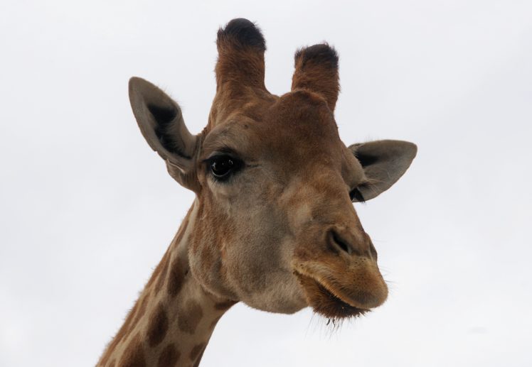 giraffe,  24 HD Wallpaper Desktop Background