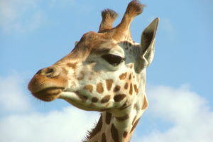 giraffe,  26